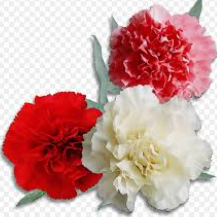 Student Council Carnation Sales 